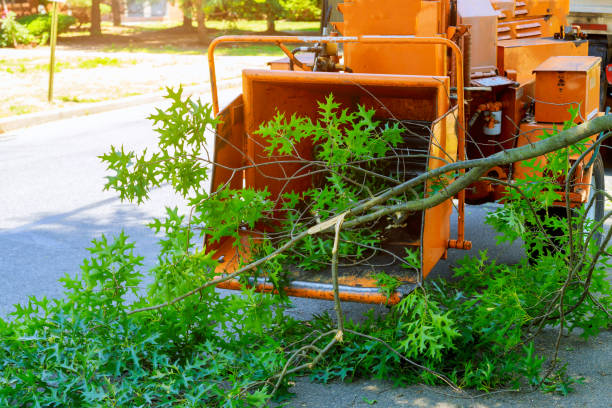 Best Tree Branch Trimming  in Clinton, UT